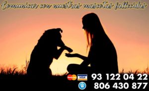 Comunicar con nuestras mascotas fallecidas - médium mascotas